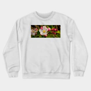 Apple Blossom Panorama Crewneck Sweatshirt